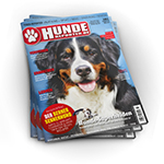 Hunde-Reporter