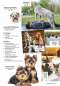 Preview: Hunde-Reporter - Ausgabe 50 - August 2016