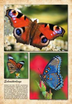 Schmetterlinge - Tattoo Vorlagen Buch - Volume 1