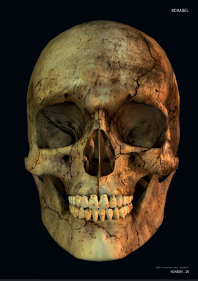 Sina Shop Skulls Bones Totenschadel Und Knochen