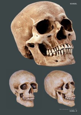 Sina Shop Skulls Bones Totenschadel Und Knochen
