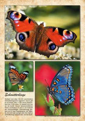 Schmetterlinge - Tattoo Vorlagen Buch - Volume 1